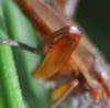 Sepedon spinipes